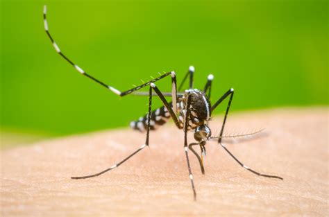 dengue clean up day sanhi at bunga|Dengue Virus: What you need to know .